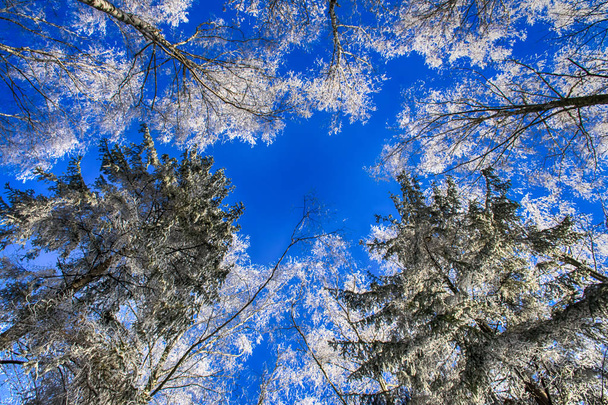 Poczatek zimy w lesie - Foto, Bild