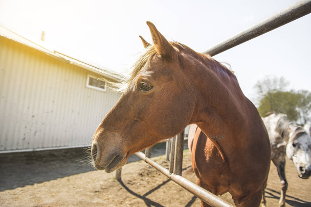 каштановий кінь стоїть за парканом у стайні на відкритому повітрі
 - Фото, зображення
