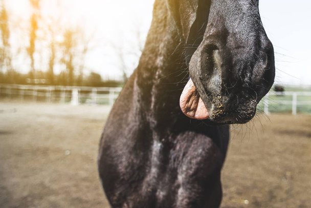 ホルター ネックの黒い馬がパドックから彼の長いピンクの舌を示しています - 写真・画像