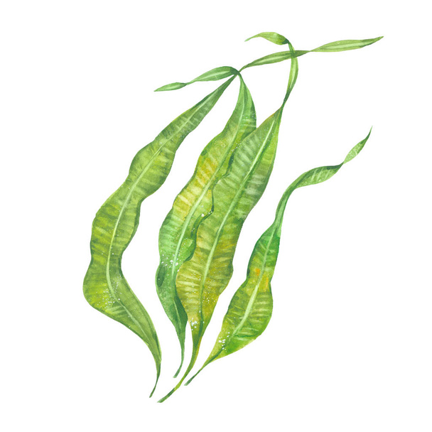 watercolor seaweed laminaria - Фото, зображення
