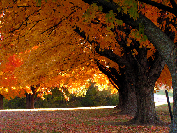 Arbres en automne
 - Photo, image