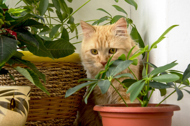 Όμορφη γάτα Τζίντζερ κρύβονται στα δοχεία λουλουδιών - Φωτογραφία, εικόνα