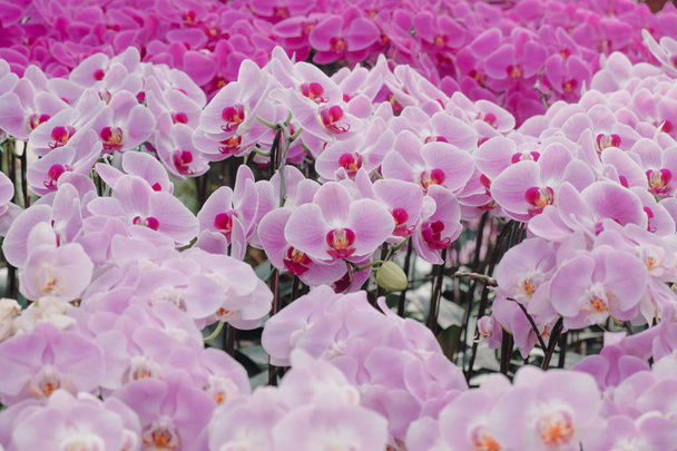 celebración de San Valentín fondo hermosas flores de orquídea en
 - Foto, imagen