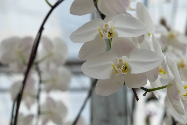 fête Valentin fond belles fleurs d'orchidée dans
 - Photo, image
