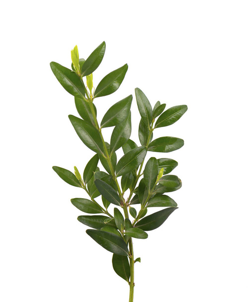 Boxwood branch isolated on a white background. - Фото, зображення