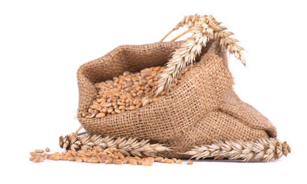 espiga de trigo y grano de trigo en bolsa de arpillera aislada sobre fondo blanco
 - Foto, Imagen