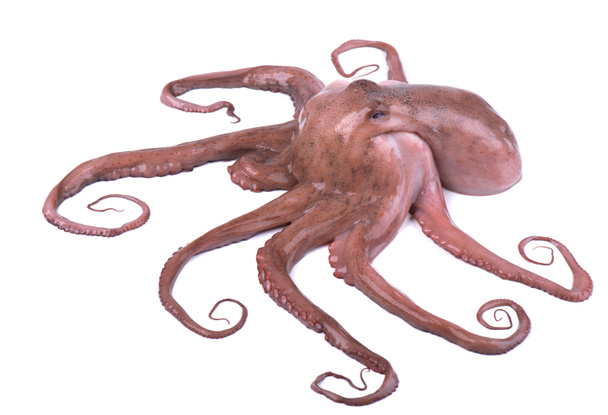 Octopus geïsoleerd op een witte achtergrond. Verse octopus geïsoleerd - Foto, afbeelding