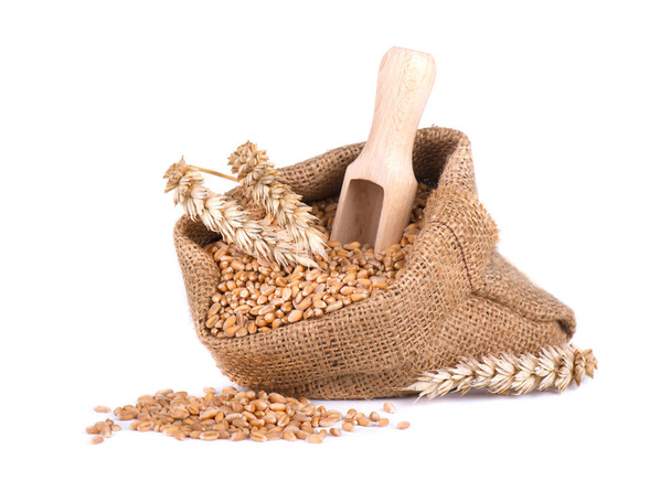 Wheat spike and wheat grain in burlap bag isolated on white background - Photo, Image