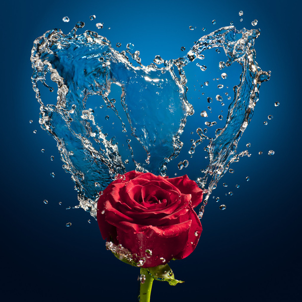 Splash and rose - 写真・画像