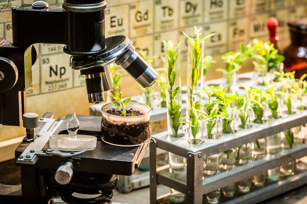 School laboratory with microscope and green plants - Foto, afbeelding