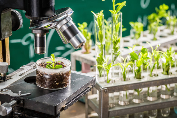 School laboratory during study growing green plants - 写真・画像
