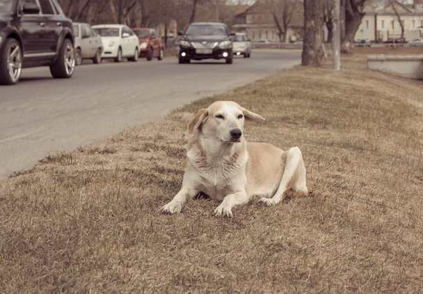 Αδέσποτο σκυλί που αναπαύεται στην άκρη του δρόμου μπροστά από κινούμενα αυτοκίνητα Vintage χρώμα - Φωτογραφία, εικόνα