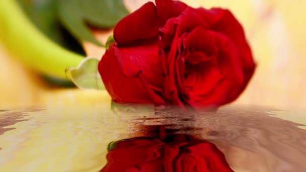 Красная роза отражается в воде
 - Кадры, видео