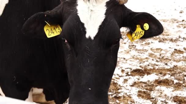 Cabeça de vaca preta e branca com número na orelha de perto
 - Filmagem, Vídeo