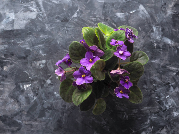 Le pot de violettes sur fond gris décoratif. Vue du dessus d'une fleur en pot
. - Photo, image
