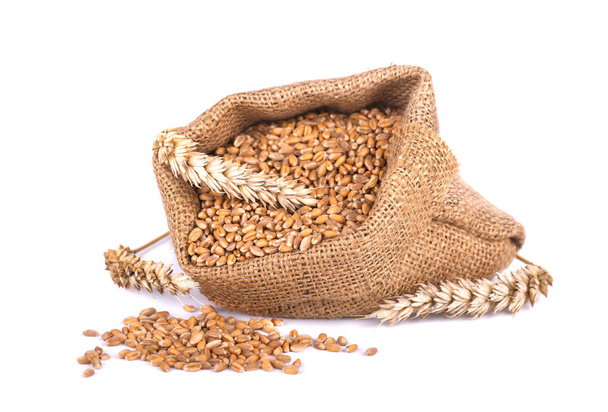 espiga de trigo y grano de trigo en bolsa de arpillera aislada sobre fondo blanco
 - Foto, imagen