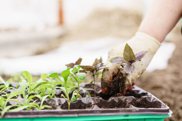 Jardinero. Plantación de albahaca en huerto orgánico, albahaca púrpura y pala en manos femeninas. Jardinería en primavera
. - Foto, imagen
