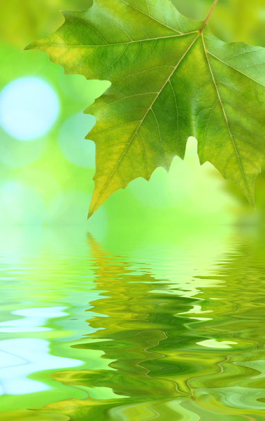 Beautiful green leaves - Fotó, kép