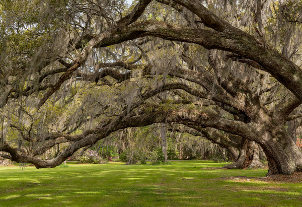 Looking Up Into Live Oak Canopy - Photo, Image