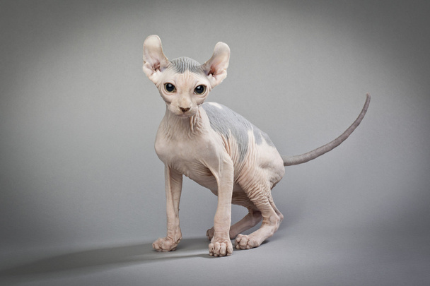 chat sans poils sur gris
 - Photo, image