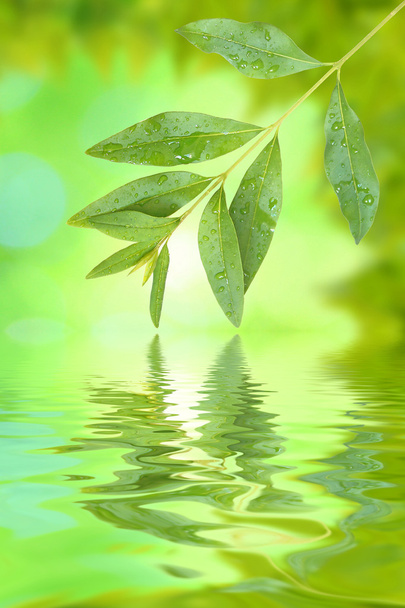 Beautiful green leaves - Foto, Bild