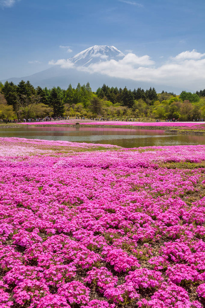 Βουνό Fuji και ροζ βρύα πεδίο άνοιξη σεζόν, Ιαπωνία. - Φωτογραφία, εικόνα