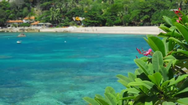 Flores de plumería de frangipani rojo se mueven por la brisa del océano. Playa tropical de arena con agua azul turquesa ondulada en el fondo
 - Metraje, vídeo