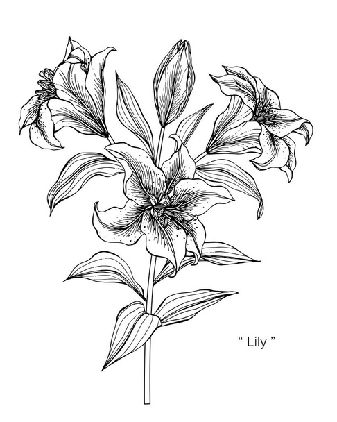 Lily flor desenho ilustração. Preto e branco com arte de linha em fundos brancos
. - Vetor, Imagem