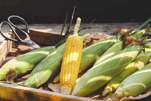 Fresh sweet corns from Vietnam - Φωτογραφία, εικόνα