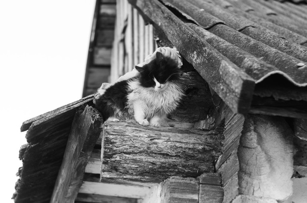 Cat.Homeless gato en el techo de la antigua casa de madera
 - Foto, imagen