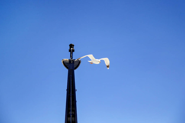 Gaviota pájaro volando en el cielo sobre el mar. Gaviota pájaro blanco volando en barco mástil. Gaviotas volando alrededor del mástil yates de vela. Viajes, medio ambiente natural, Mediterráneo, Mar Adriático
. - Foto, Imagen