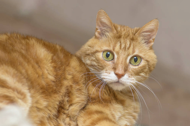 Fluffy red cat with big green eyes closeup - Fotografie, Obrázek