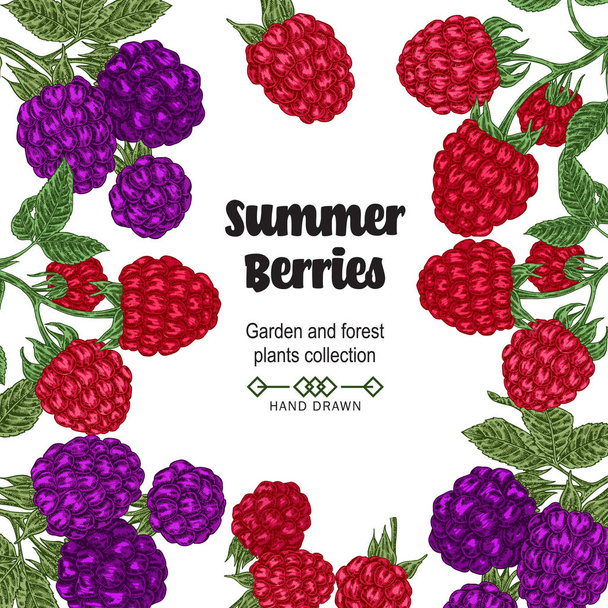 Hand drawn background with summer berries. Blackberry and raspberry branches isolated on white. Vector colored sketch illustration. - Vector, Image