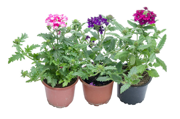 flowers in plastic pots over white - Photo, Image