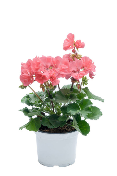flowers in plastic pots over white - Photo, Image