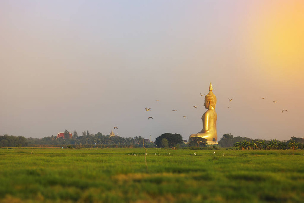 Panoramablick auf goldene große Bhuddha-Statue befindet sich zwischen dem grünen Feld und weißen Vögeln fliegen am wat muang (Muang-Tempel), Thailand - Foto, Bild