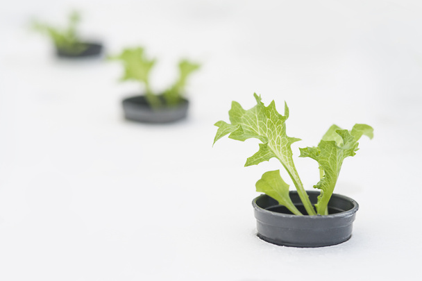 Bitkilerde toprak susuz büyüyen hydroponics yöntemi. Aeroponics salata sebze. - Fotoğraf, Görsel