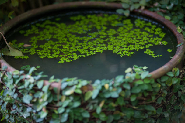 Olla de arcilla llena de agua y Lemna fresco menor flotante plantas acuáticas en el jardín
 - Foto, imagen