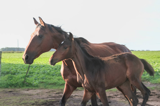 koně v argentinské přírody - Fotografie, Obrázek