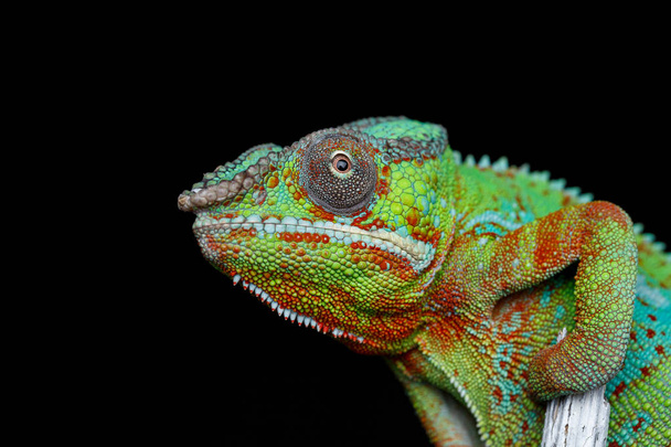 alive chameleon reptile - Photo, Image