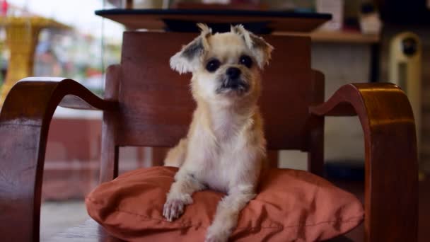 Hund so niedlich Mischling mit Shih-Tzu, Pommer und Pudel auf Stuhl im Café am Reisepunkt, beige Farbe - Filmmaterial, Video