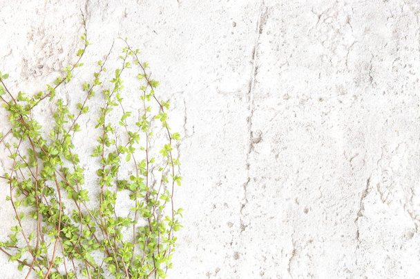 Green tree branches on white stone background. Spring branches with young leaves on concrete floor. - Foto, Bild