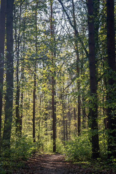 пішохідний шлях у весняному лісі
  - Фото, зображення