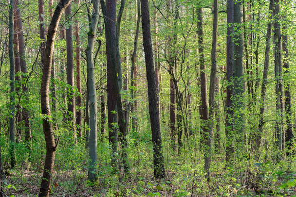 весняний ліс на сонячний день
 - Фото, зображення