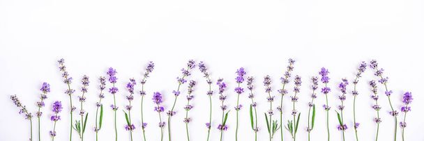 Fresh lavender flowers on a white background. Lavender flowers banner. Copy space. - Fotografie, Obrázek