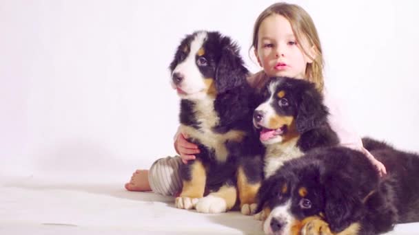 Girl and three puppies of a bernese shepherd dog - Footage, Video
