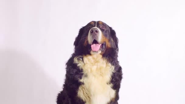 Bernese sheepdog sitting and looking around - Materiał filmowy, wideo