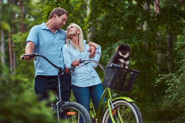 Un couple attrayant d'une femme blonde et d'un homme embrassés, vêtus de vêtements décontractés lors d'une balade à vélo avec leur mignon petit spitz dans un panier
. - Photo, image