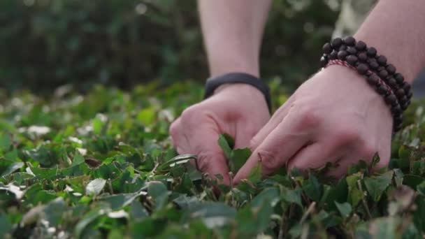 Mann reißt Blätter aus Gebüsch - Filmmaterial, Video