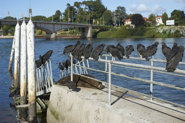 Black Vultures (Coragyps atratus) perched on railings above Southern Sea Lions (Otaria flavescens) lying on a pier along the waterfront of Valdivia, southern Chile. - Photo, Image